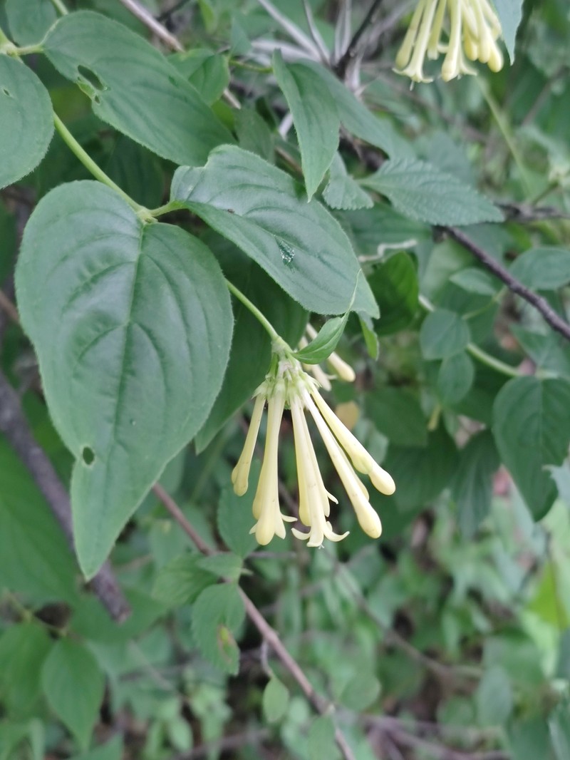 Bouvardia loeseneriana photo 8