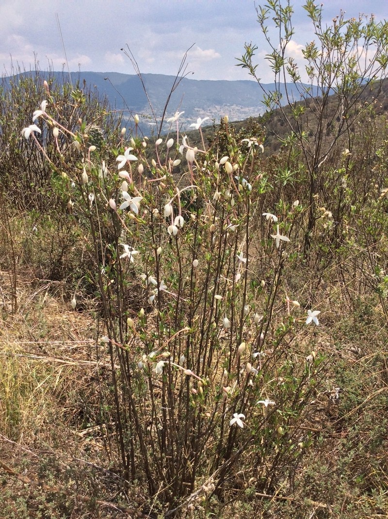 Bouvardia longiflora