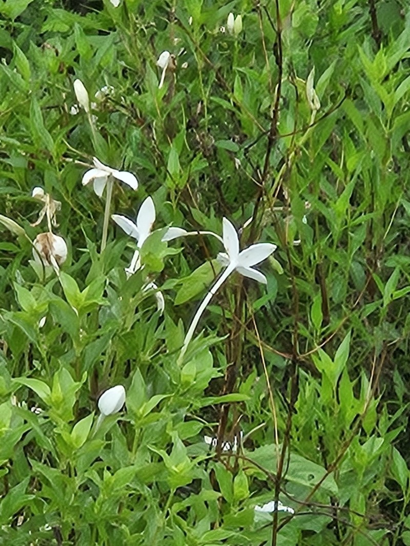 Bouvardia longiflora photo 3