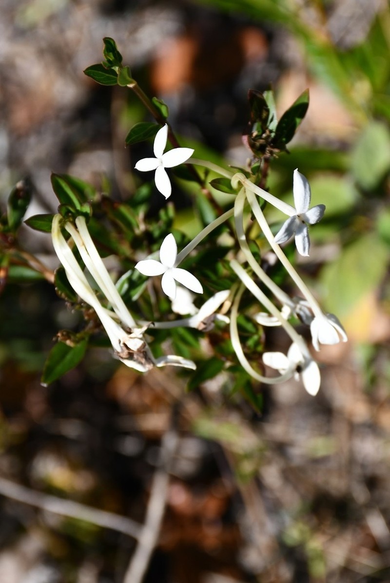 Bouvardia longiflora photo 4