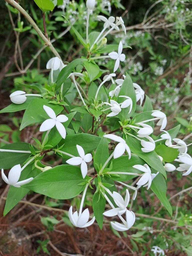 Bouvardia longiflora photo 6