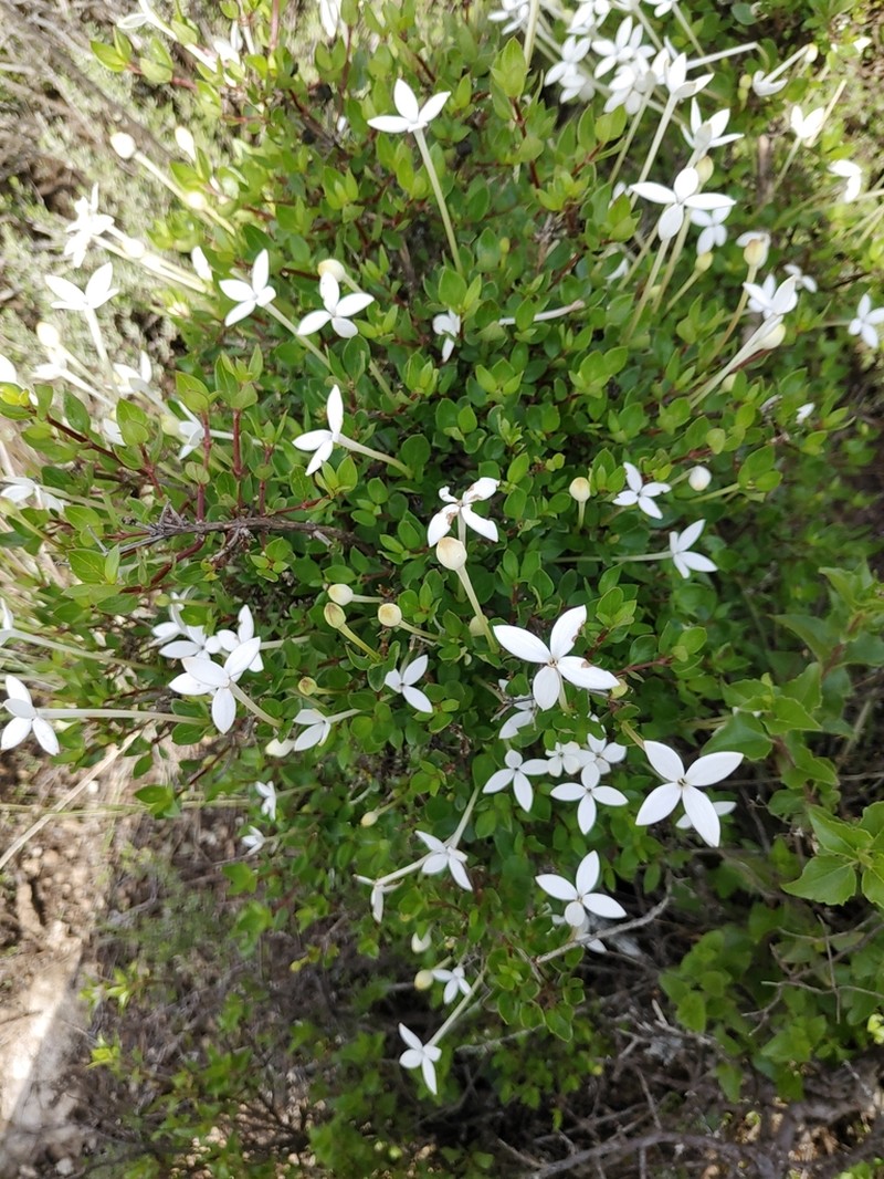Bouvardia longiflora photo 7