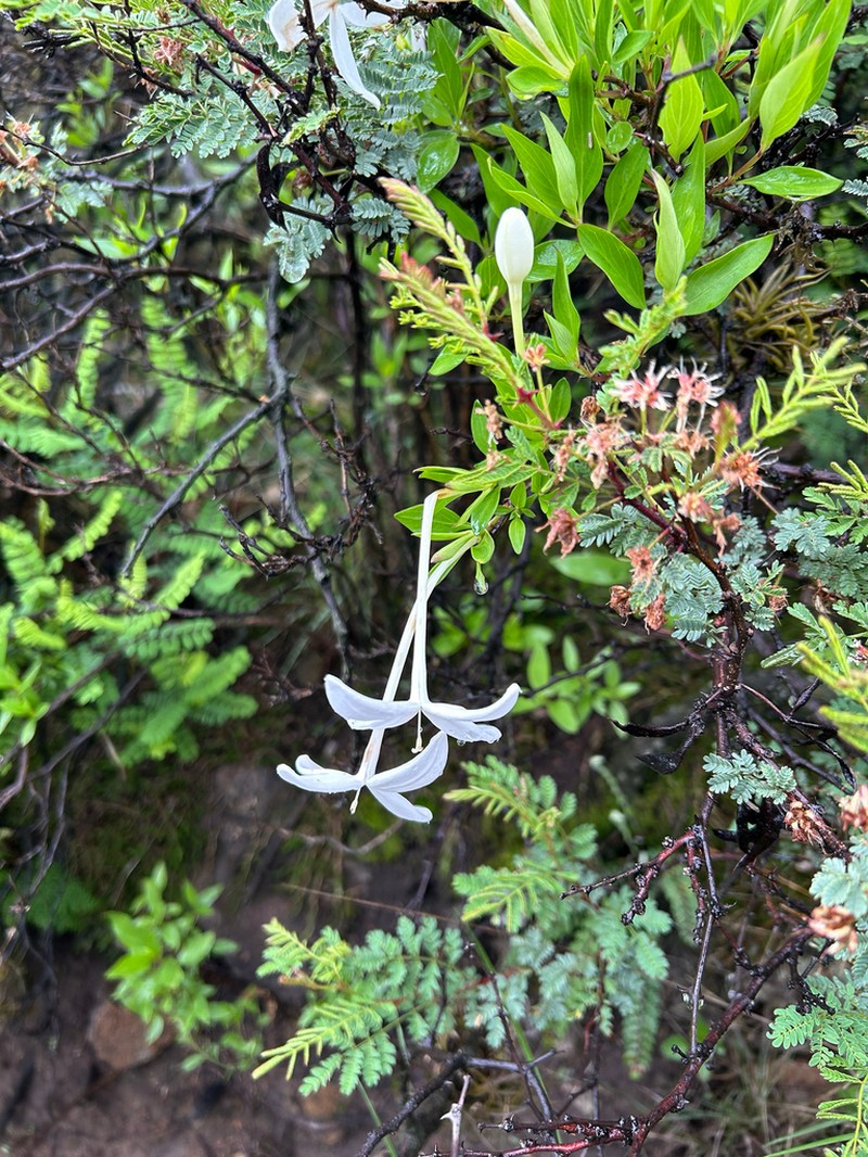 Bouvardia longiflora photo 8