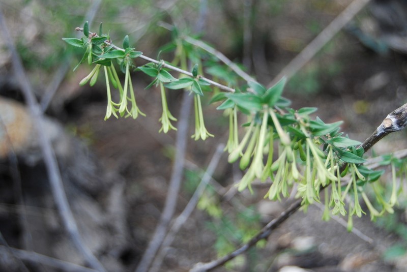 Bouvardia multiflora