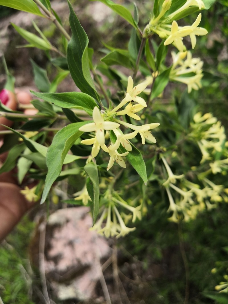 Bouvardia multiflora photo 2