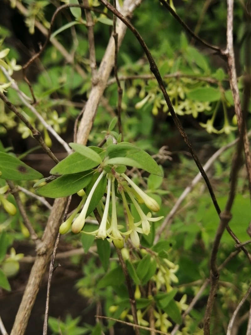 Bouvardia multiflora photo 3