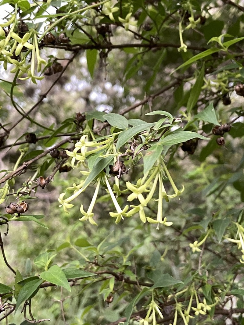 Bouvardia multiflora photo 4