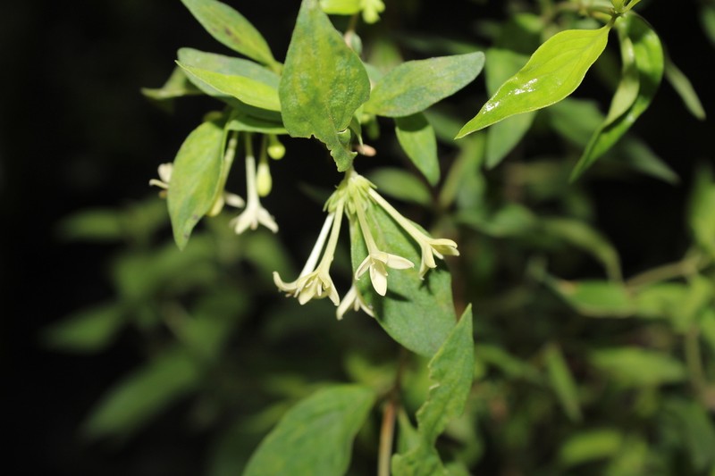 Bouvardia multiflora photo 5
