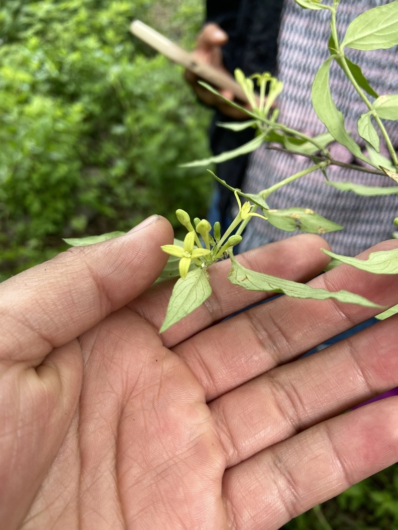 Bouvardia multiflora photo 6