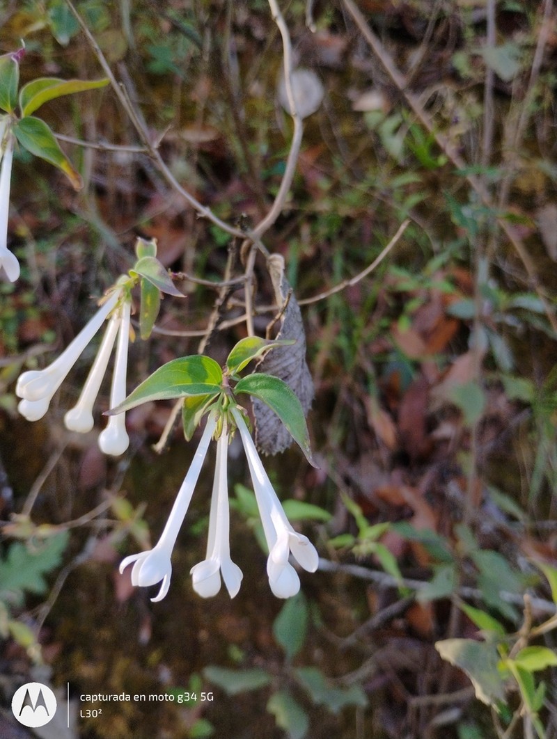 Bouvardia multiflora photo 8