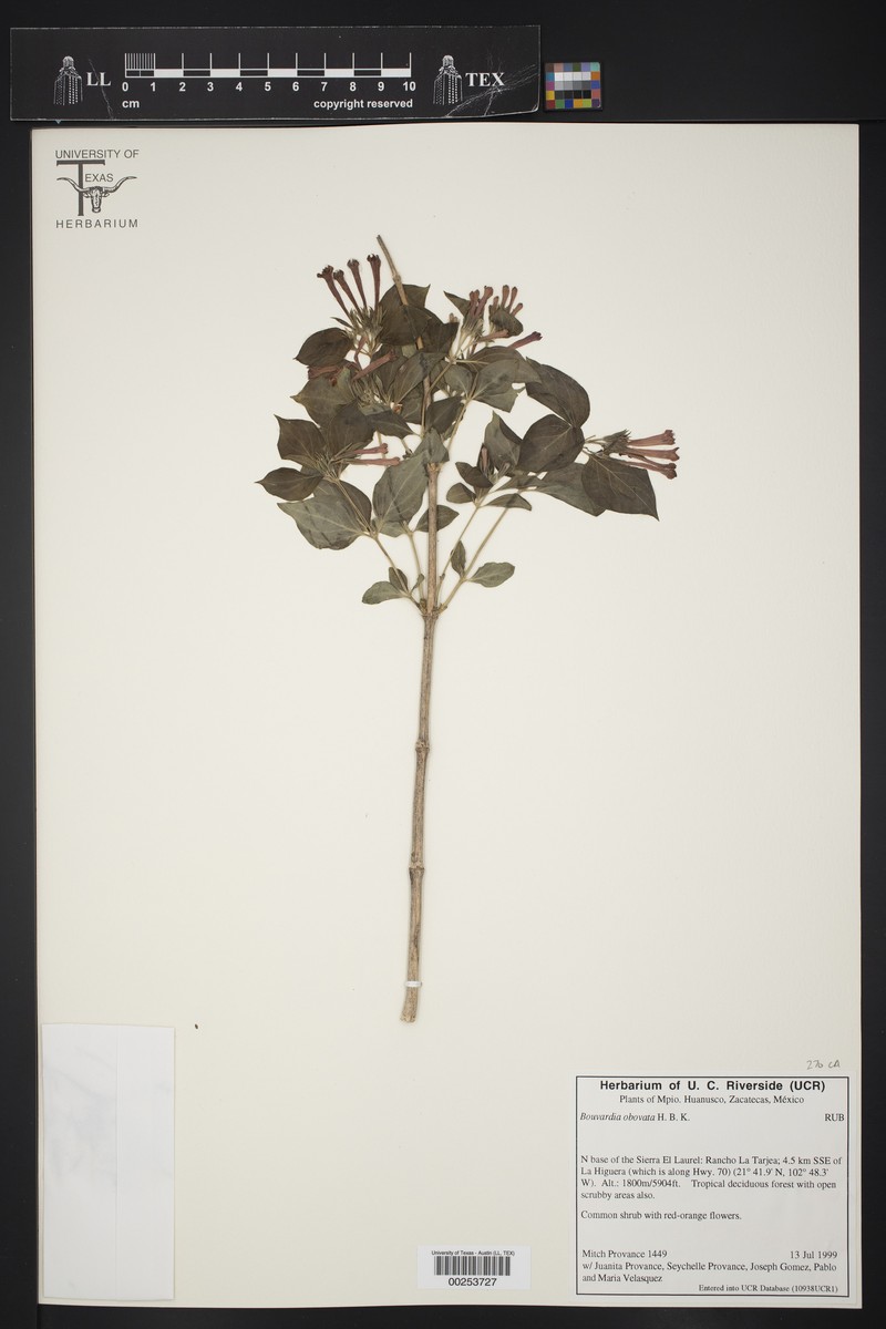 Bouvardia obovata
