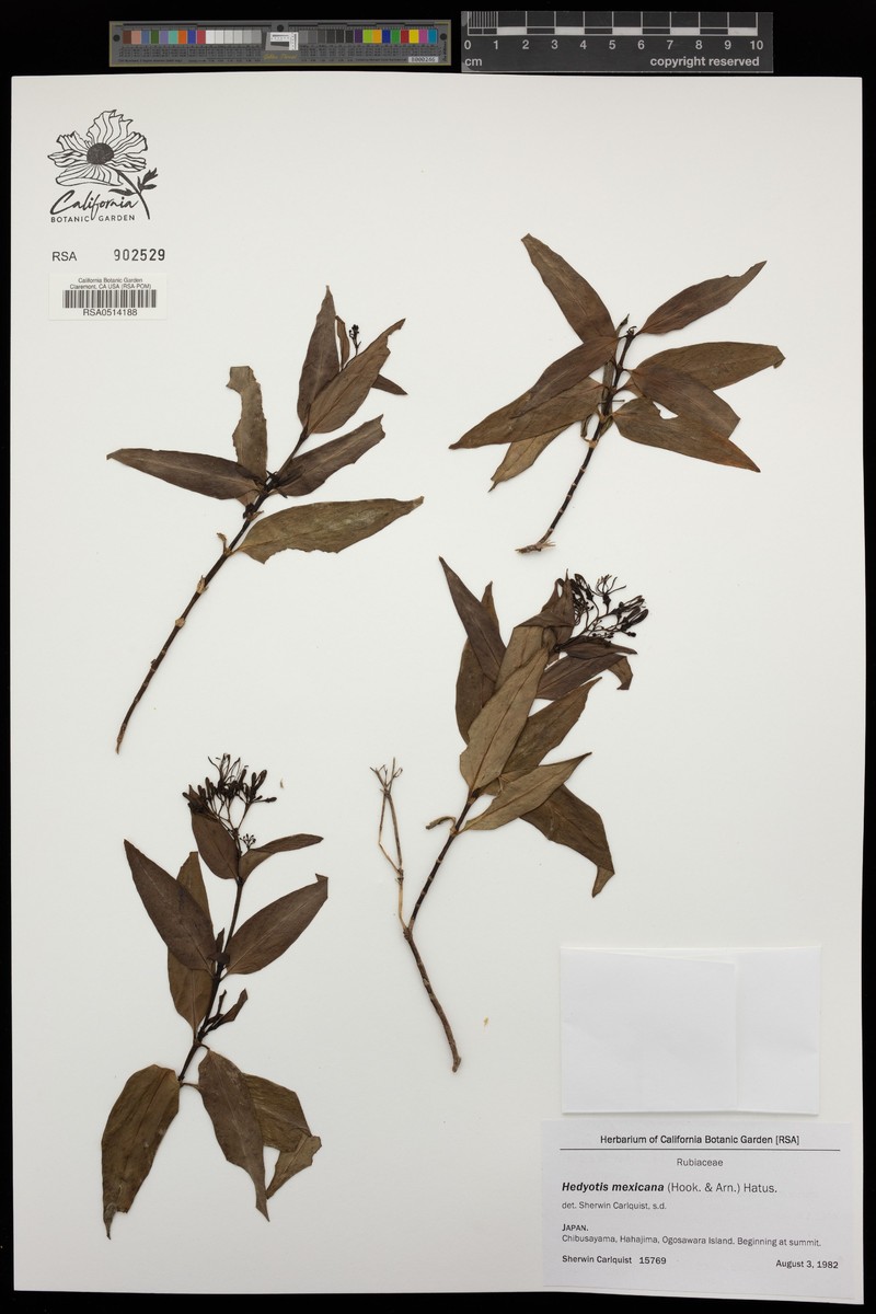 Bouvardia obovata photo 2