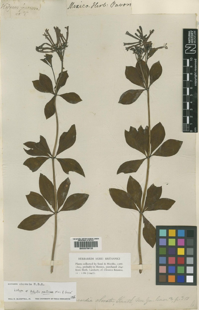Bouvardia obovata photo 3