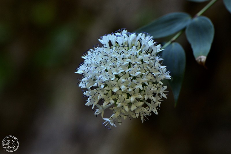 Bouvardia quinquenervata
