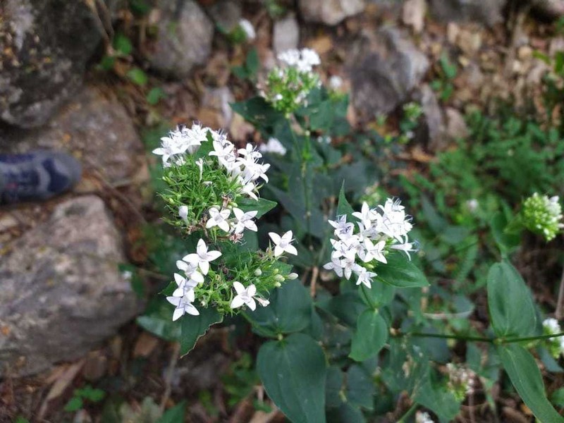 Bouvardia quinquenervata photo 2