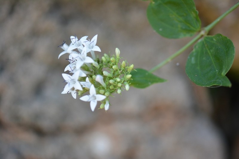 Bouvardia quinquenervata photo 3