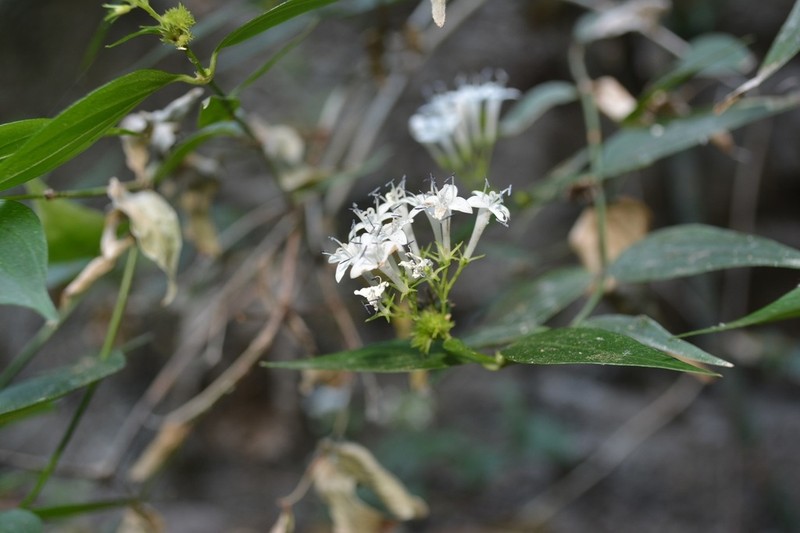 Bouvardia quinquenervata photo 4