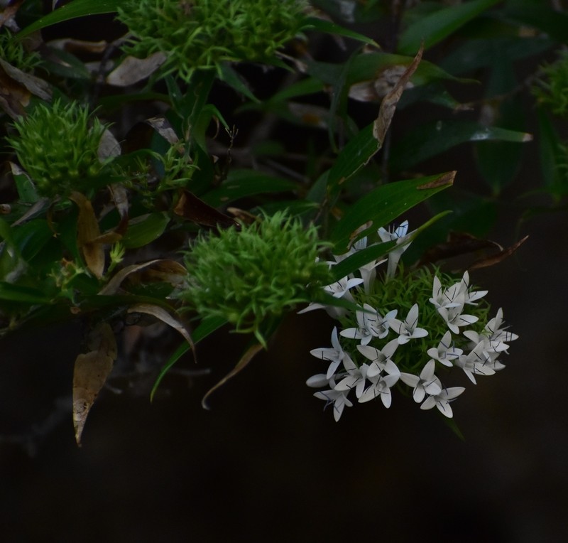 Bouvardia quinquenervata photo 5