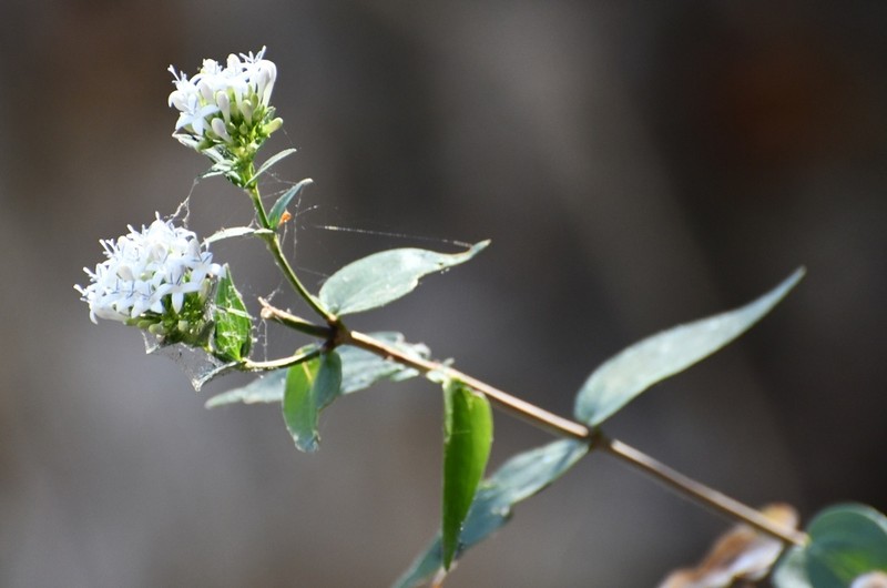Bouvardia quinquenervata photo 6
