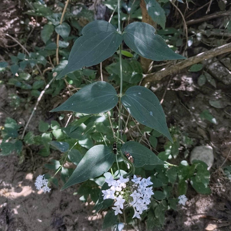 Bouvardia quinquenervata photo 7