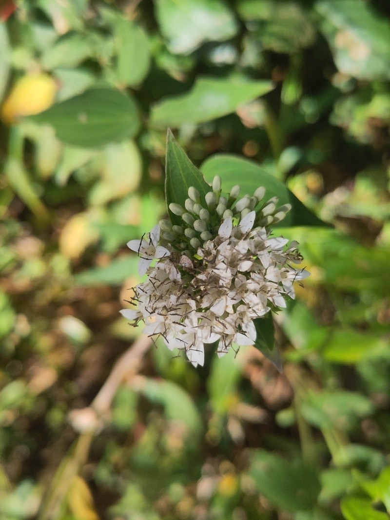 Bouvardia quinquenervata photo 8