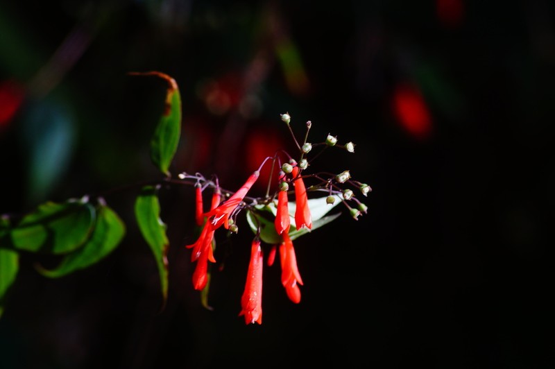 Bouvardia rekoi