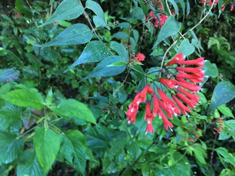 Bouvardia rekoi photo 2