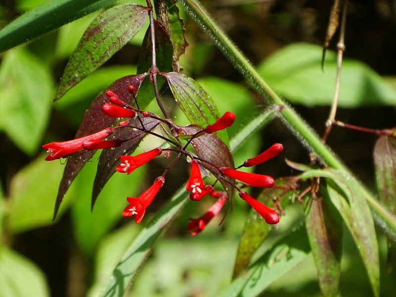 Bouvardia rekoi photo 3