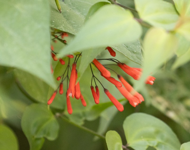 Bouvardia rekoi photo 5