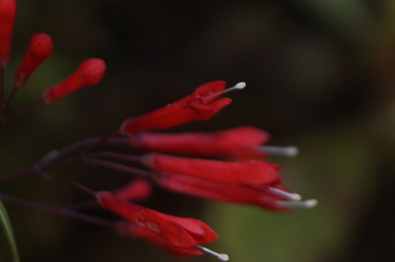 Bouvardia rekoi photo 8