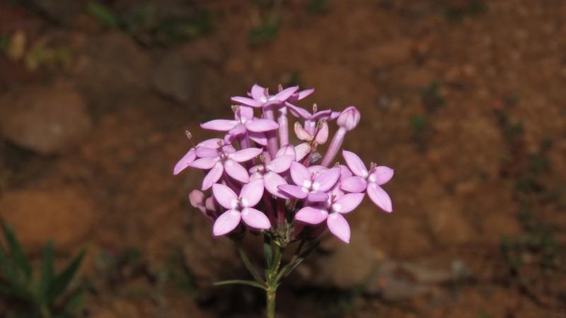 Bouvardia rosea