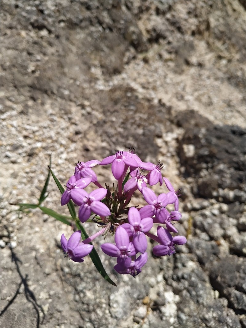 Bouvardia rosea photo 2