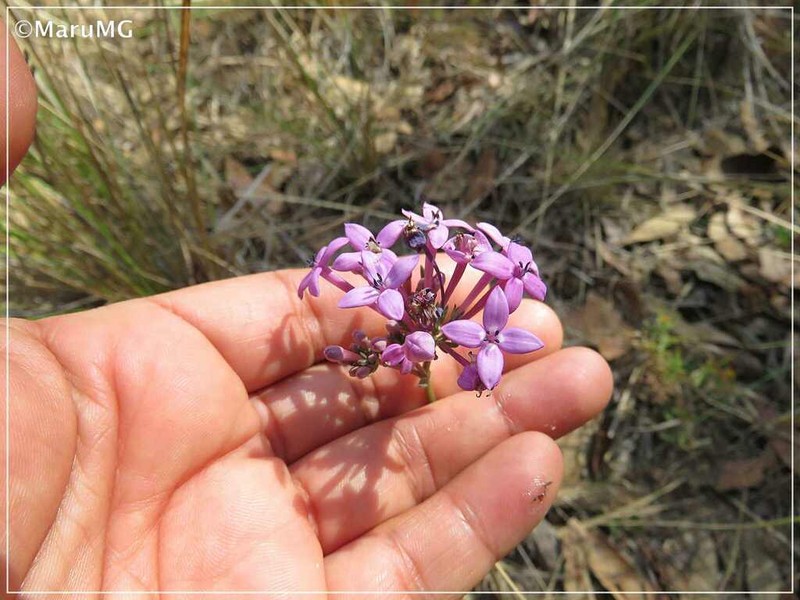 Bouvardia rosea photo 3