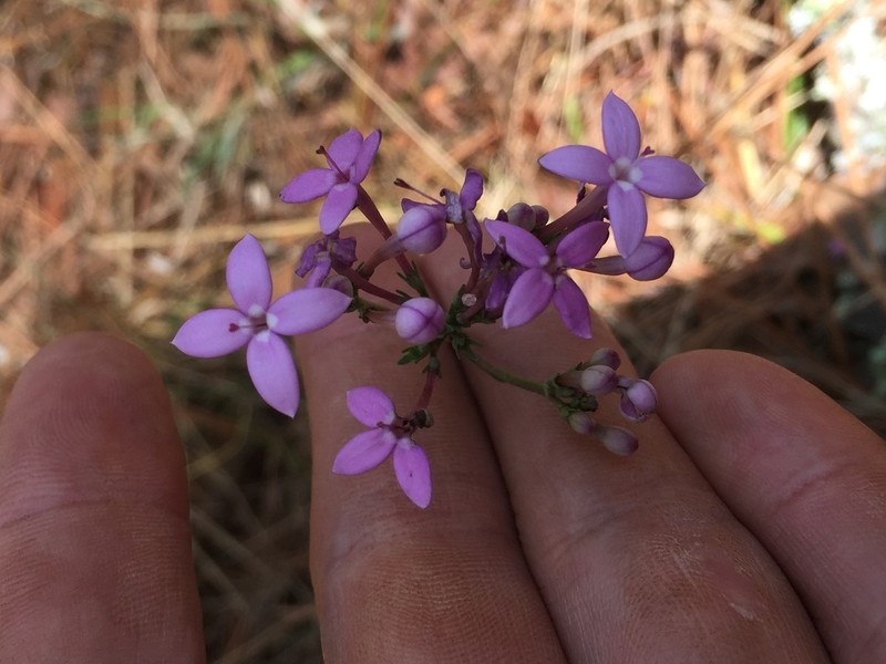 Bouvardia rosea photo 4