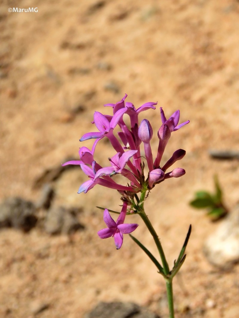 Bouvardia rosea photo 5