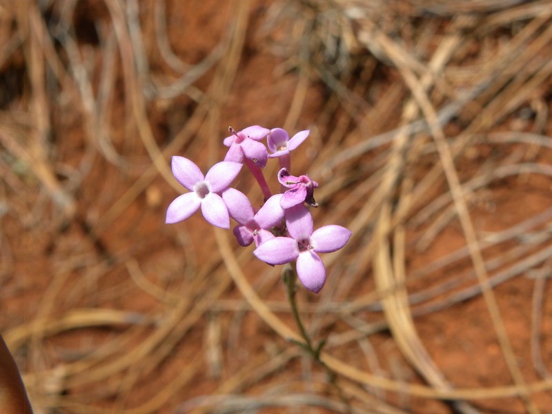 Bouvardia rosea photo 6