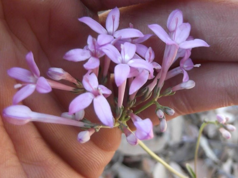 Bouvardia rosea photo 7