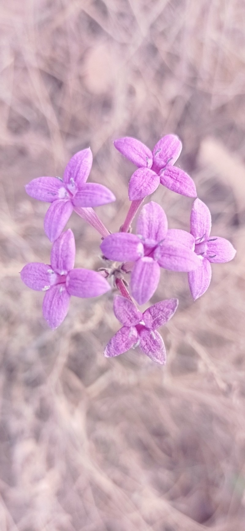 Bouvardia rosea photo 8