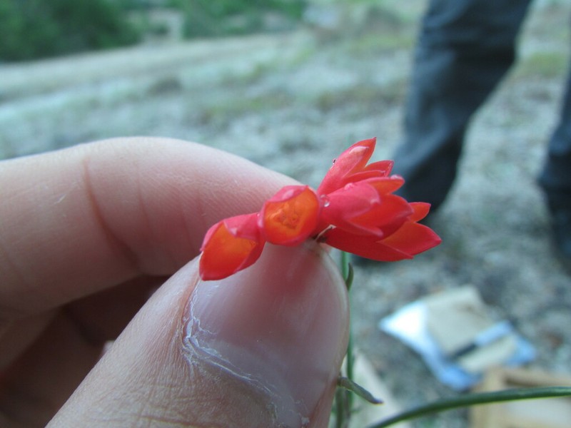 Bouvardia rzedowskii