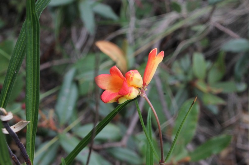 Bouvardia rzedowskii photo 3