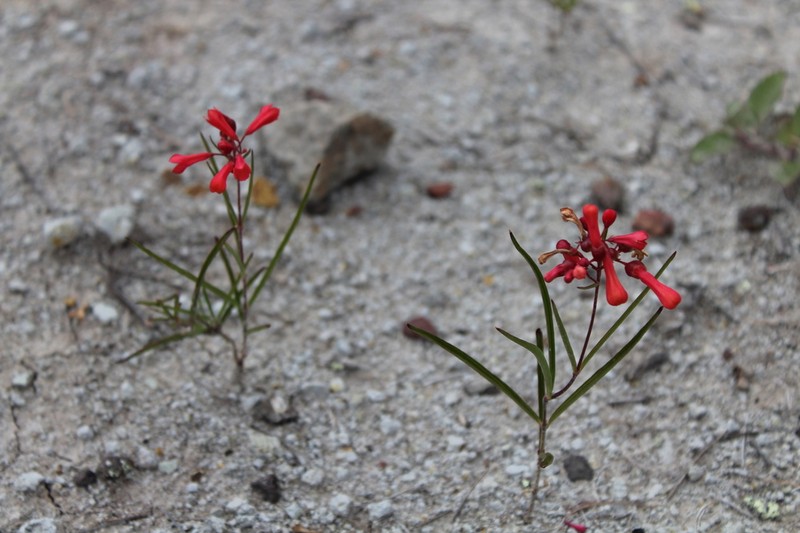 Bouvardia rzedowskii photo 4