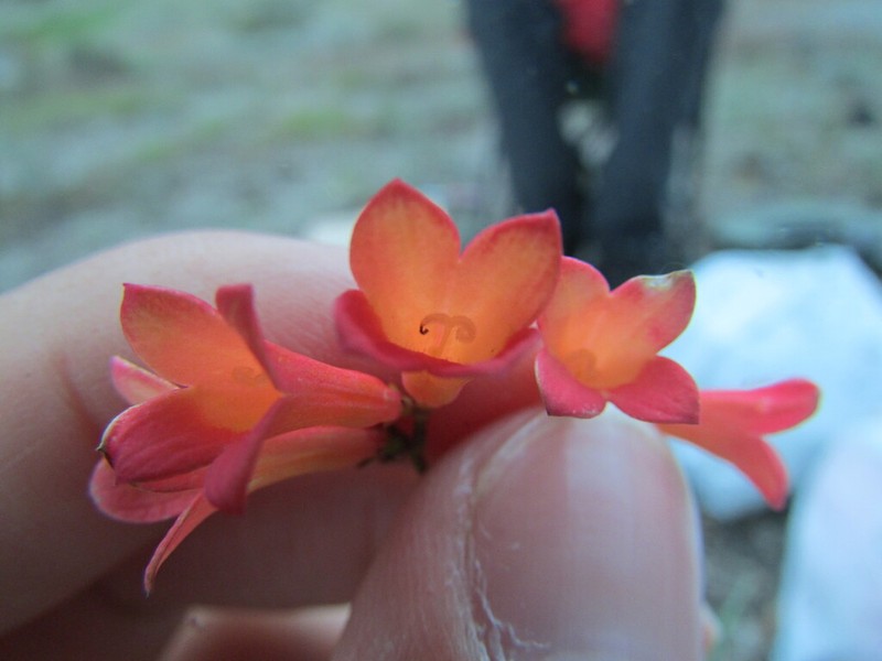 Bouvardia rzedowskii photo 5