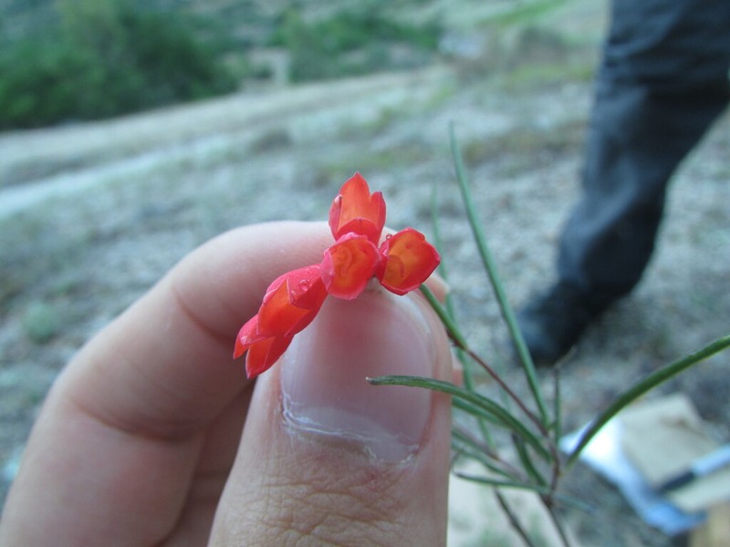 Bouvardia rzedowskii photo 6