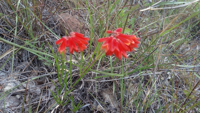 Bouvardia rzedowskii photo 7