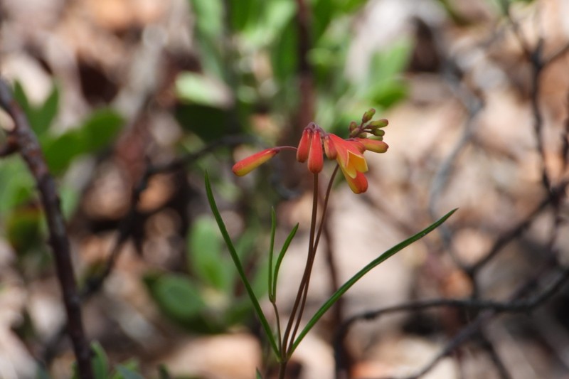 Bouvardia rzedowskii photo 8