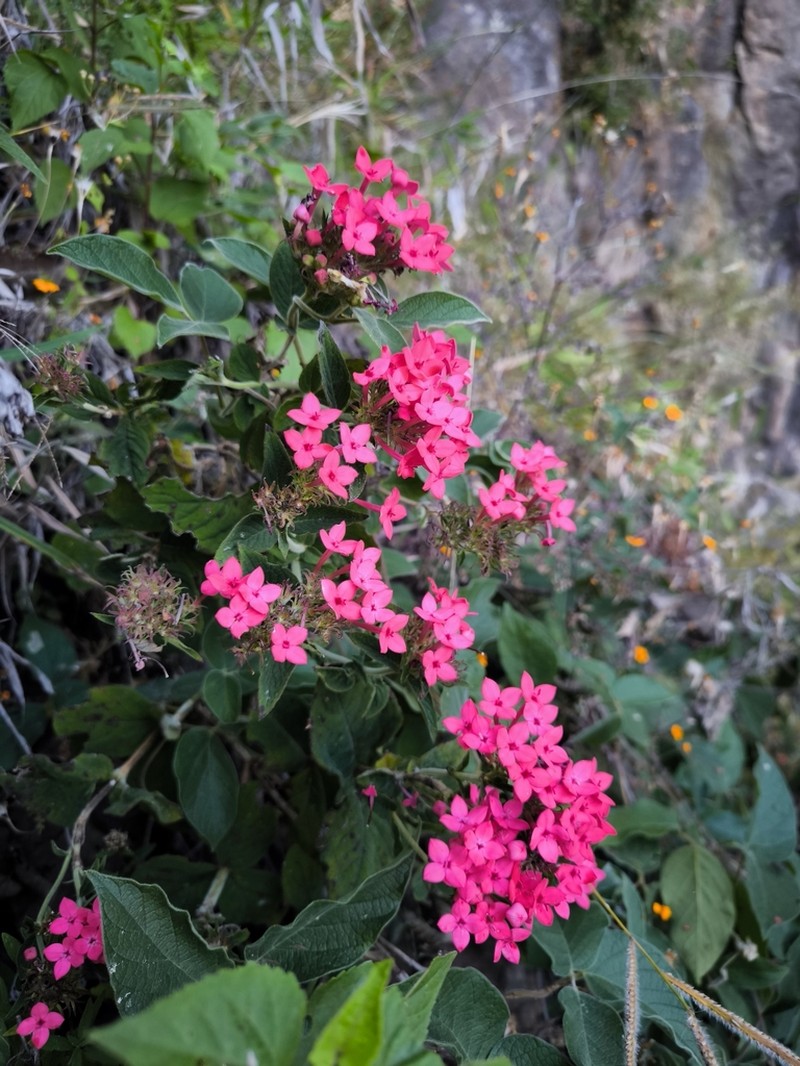 Bouvardia scabra
