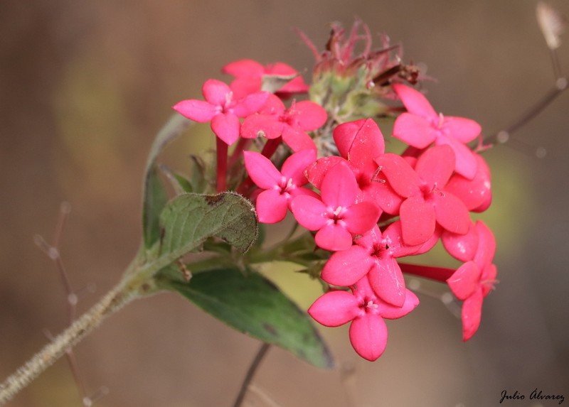 Bouvardia scabra photo 2