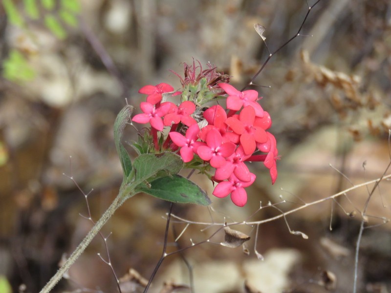Bouvardia scabra photo 3