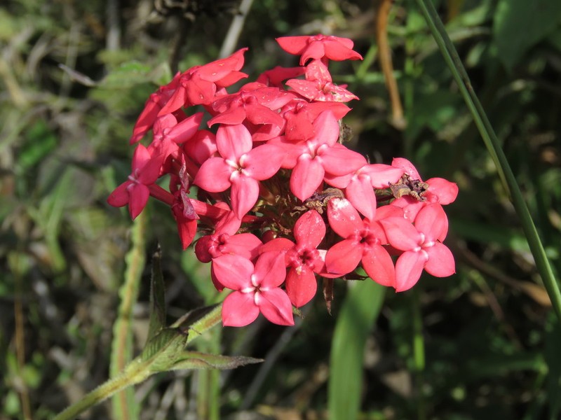 Bouvardia scabra photo 4