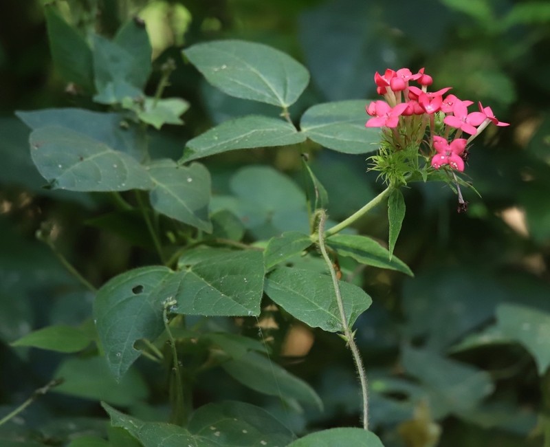 Bouvardia scabra photo 5